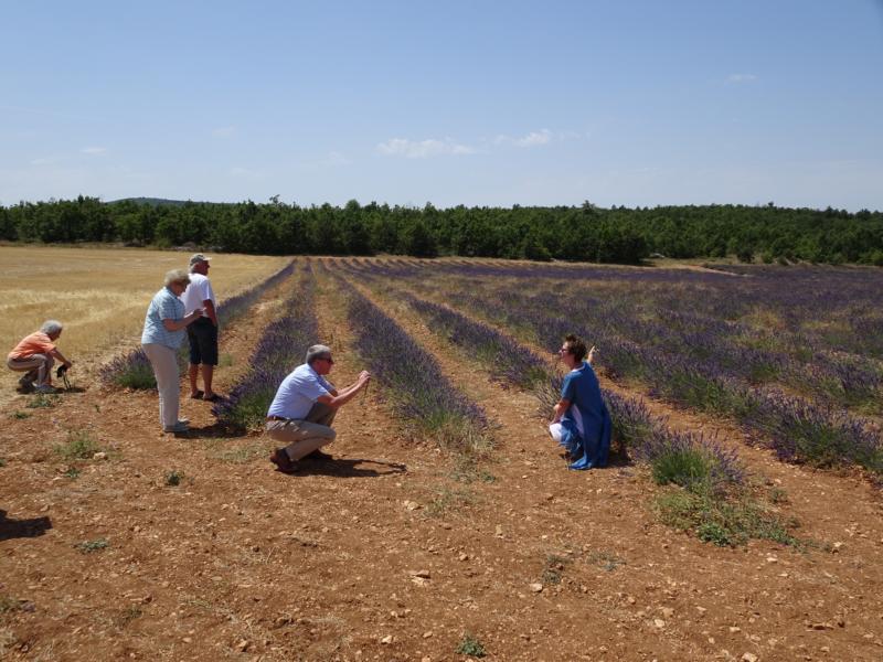 lavendel_fotografieren