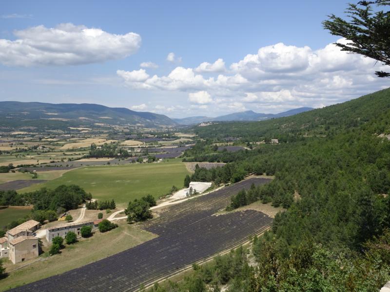 aussicht_auf_lavendelfeld