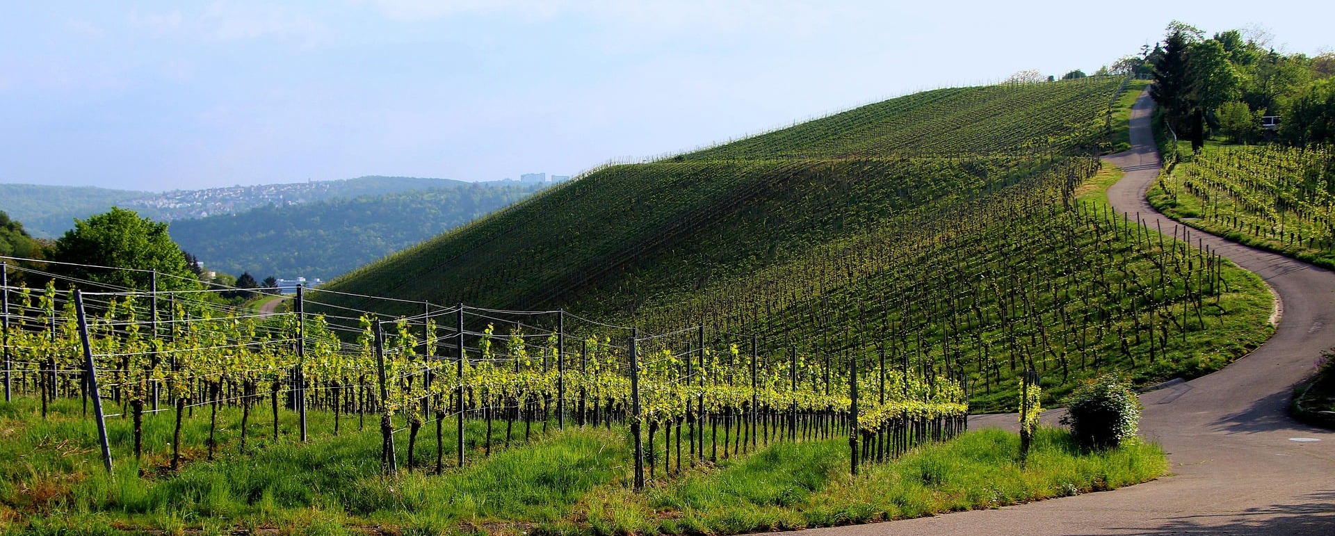weinberge_weg