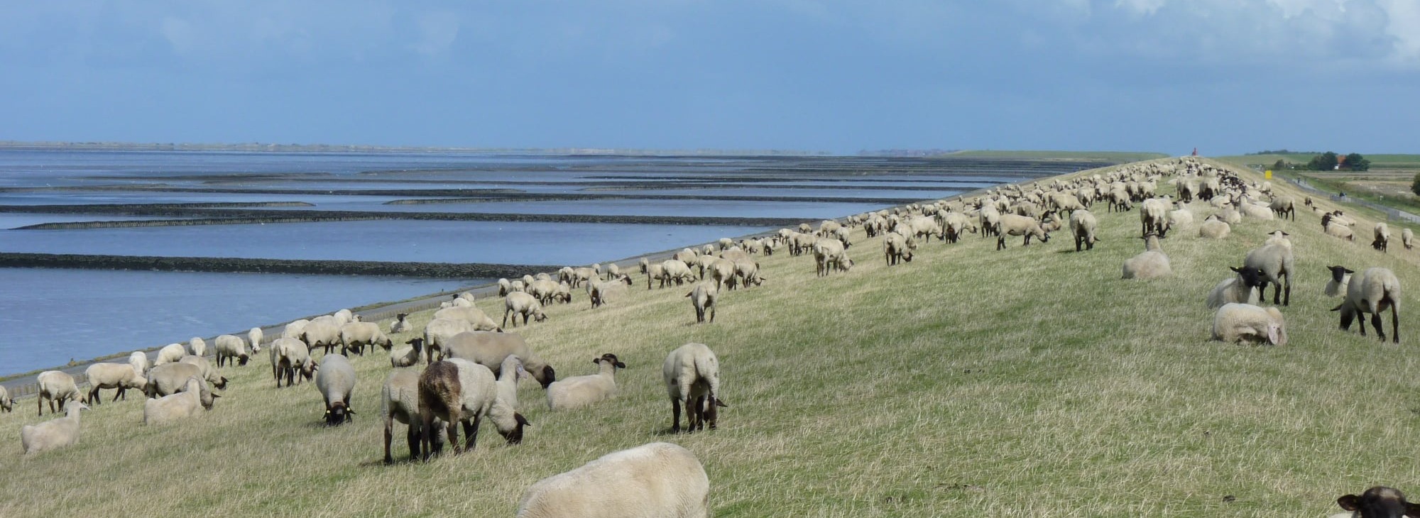 schafe_deich
