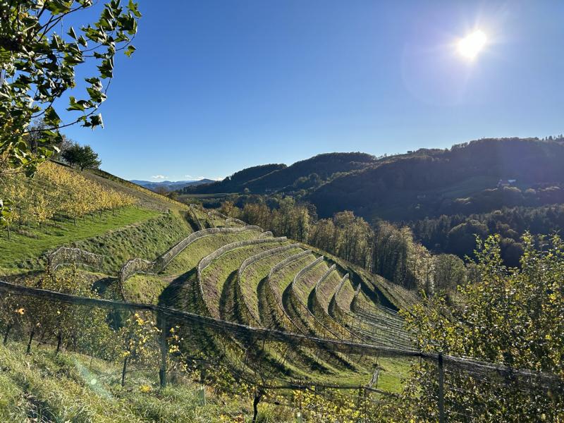 sonne_weinberge