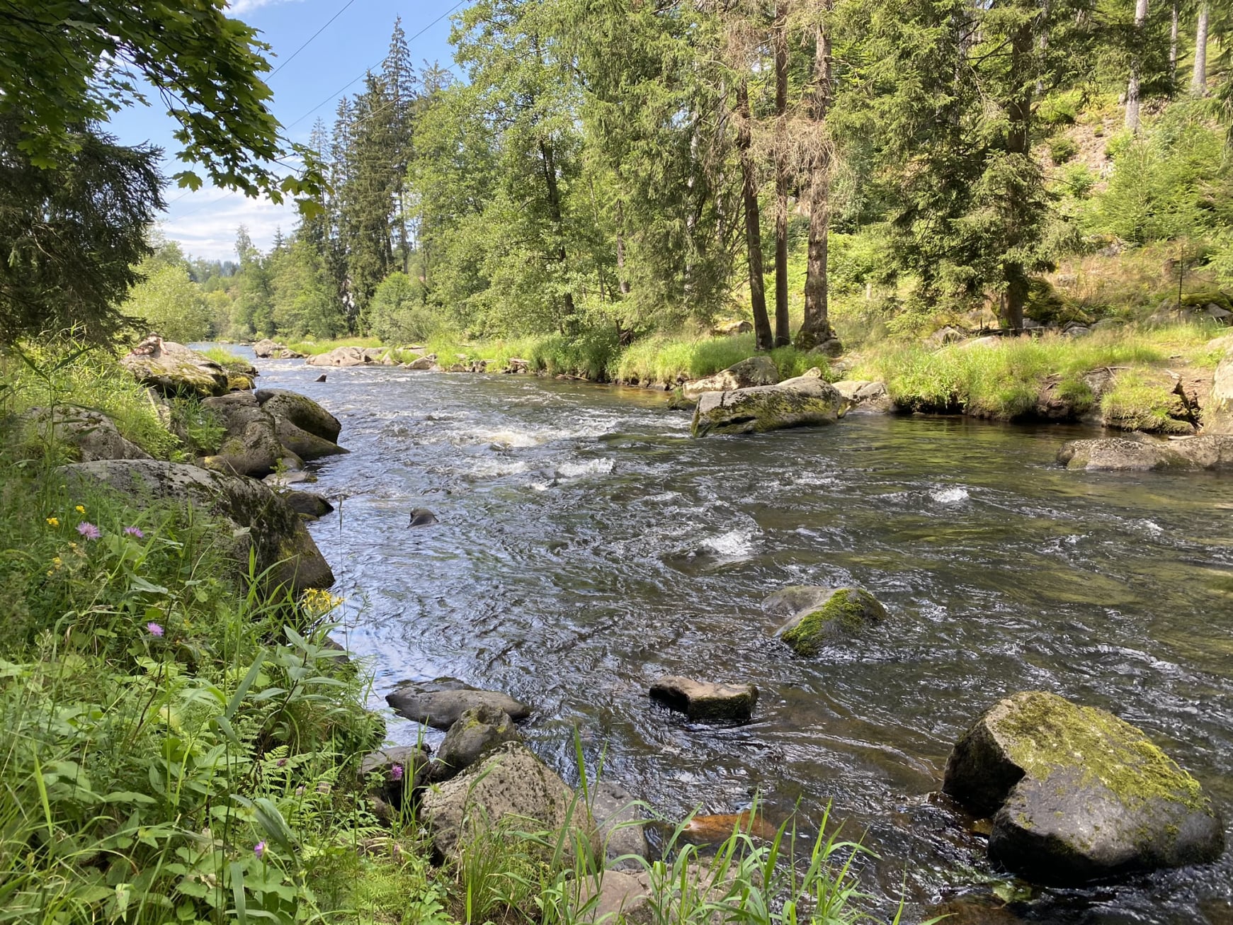 fluss_wald