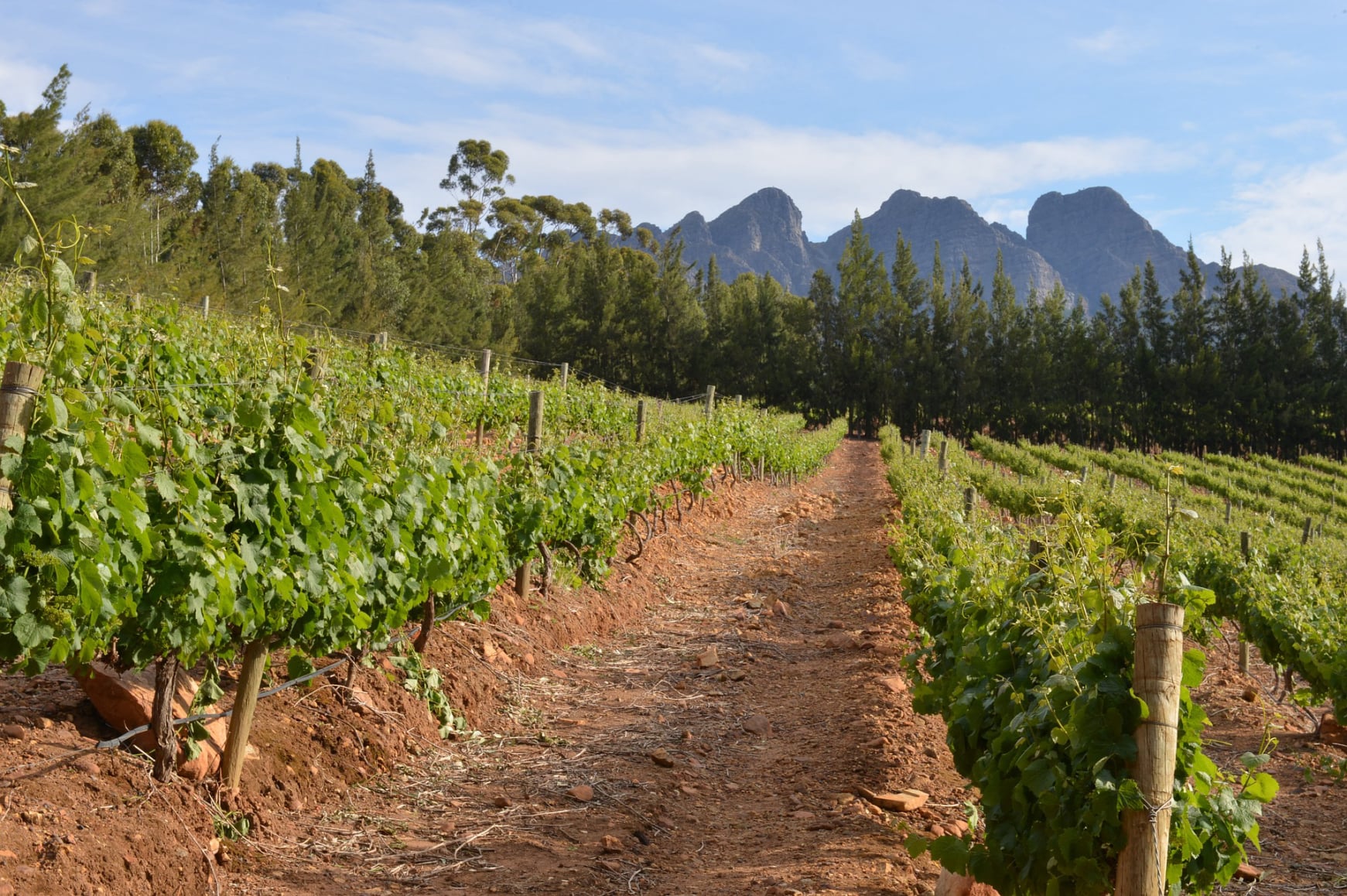 vineyard