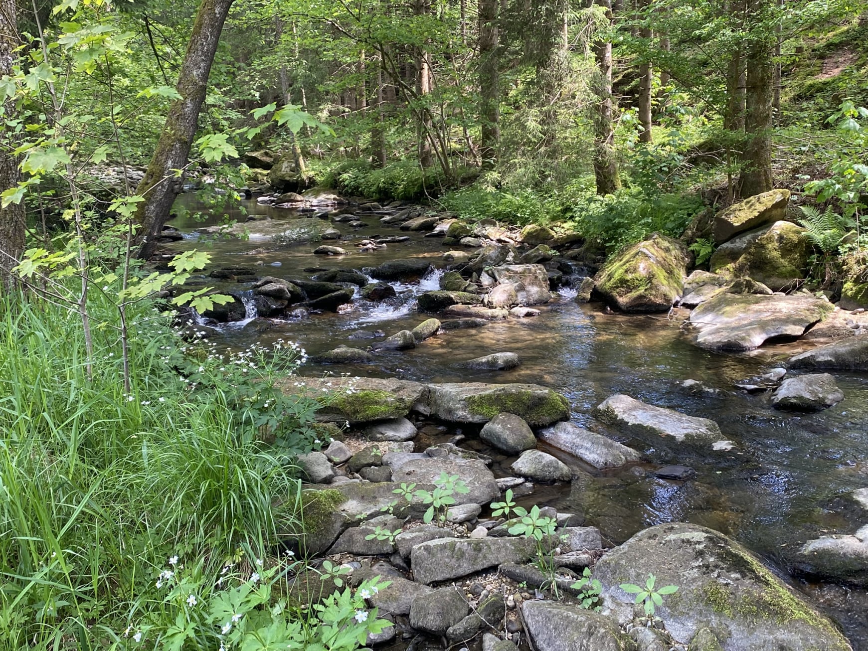 fluss_wald