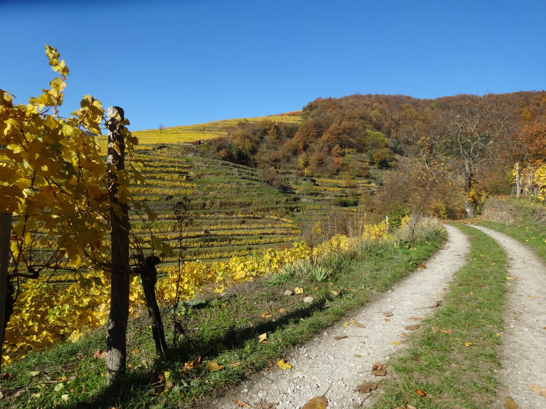 weg durch weinberge
