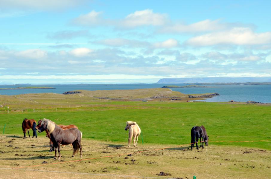 ponys