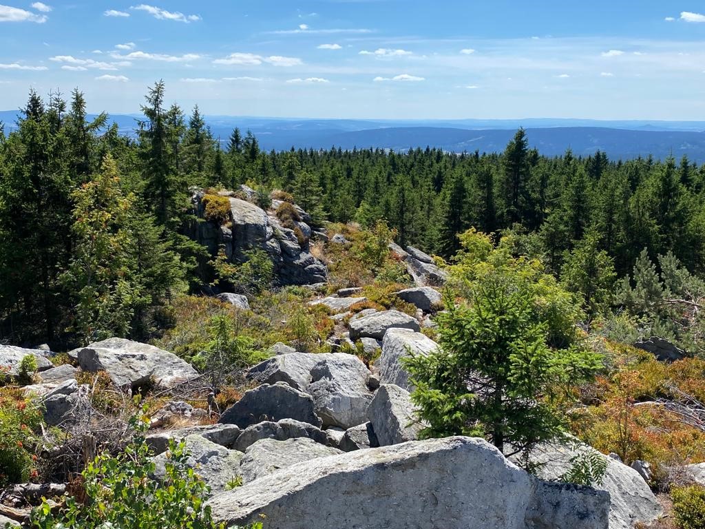 wald_felsen