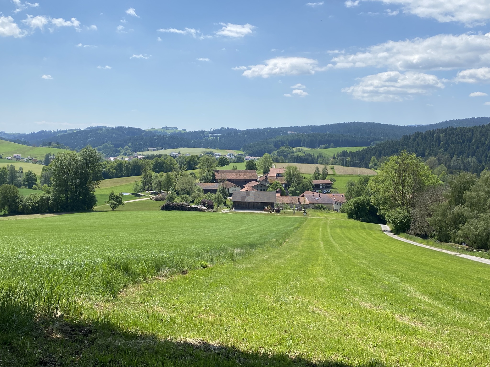 grüne landschaft